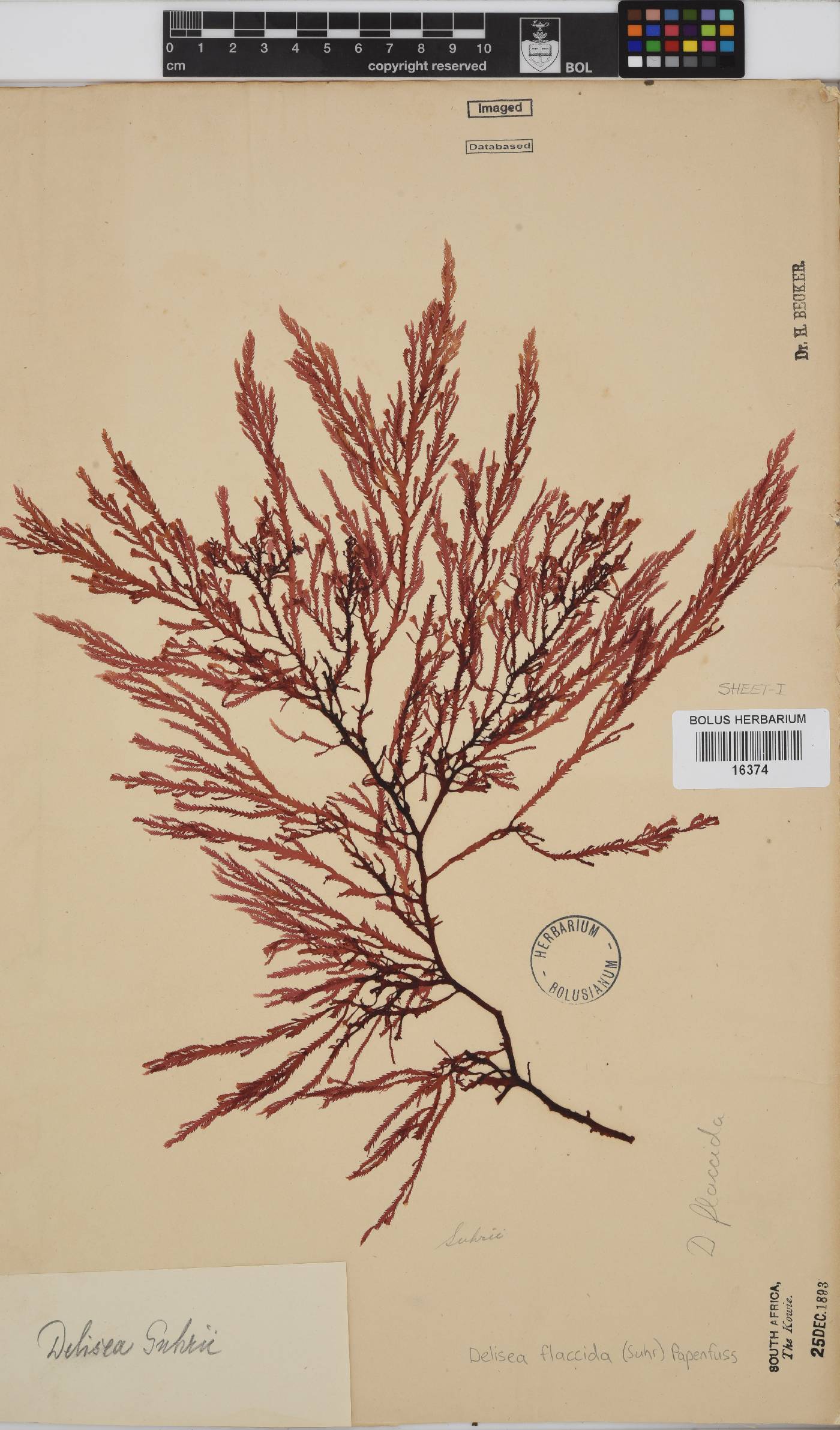Delisea flaccida image