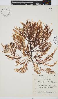 Delisea flaccida image
