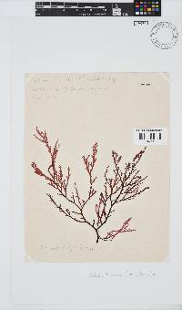 Delisea flaccida image
