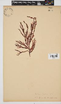 Delisea flaccida image