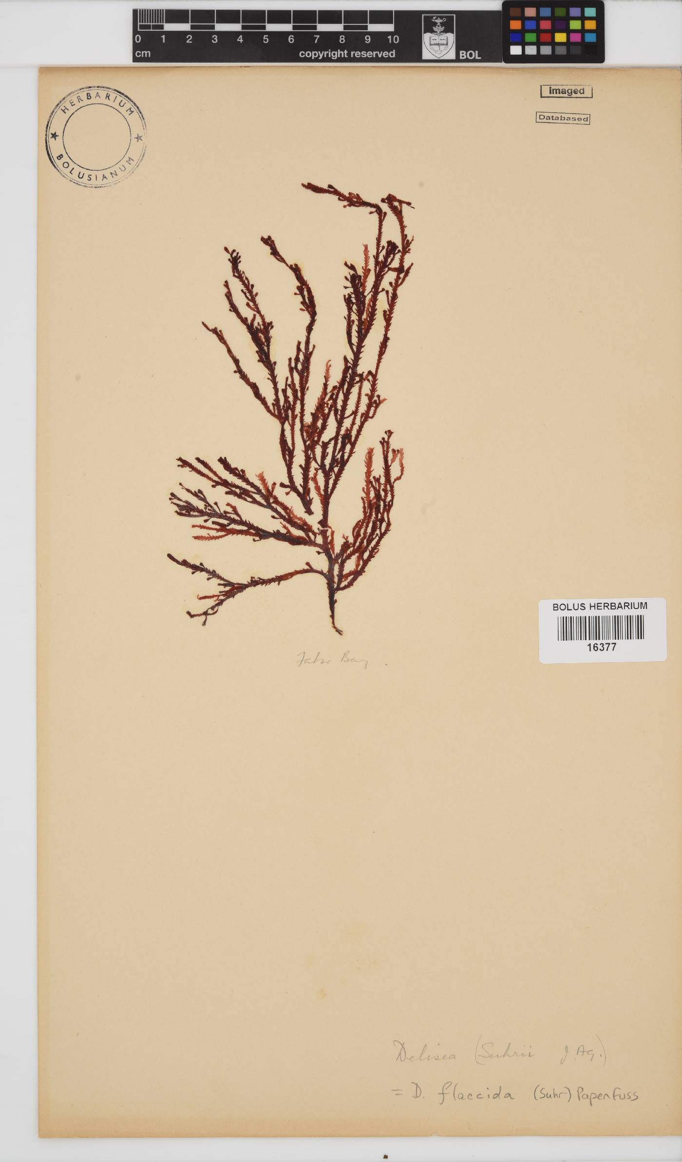 Delisea flaccida image