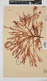 Delisea flaccida image