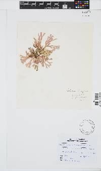 Image of Dichotomaria diesingiana