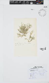 Dichotomaria diesingiana image
