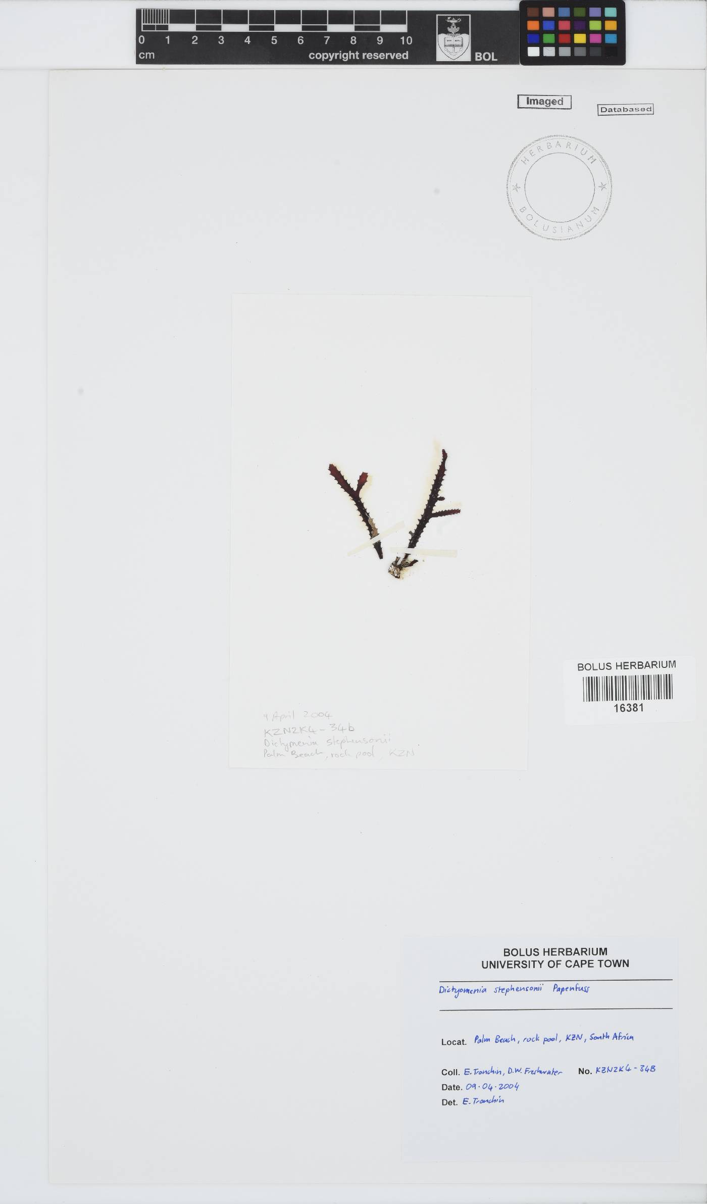 Dictyomenia stephensonii image