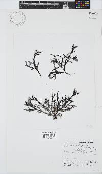 Dictyomenia stephensonii image