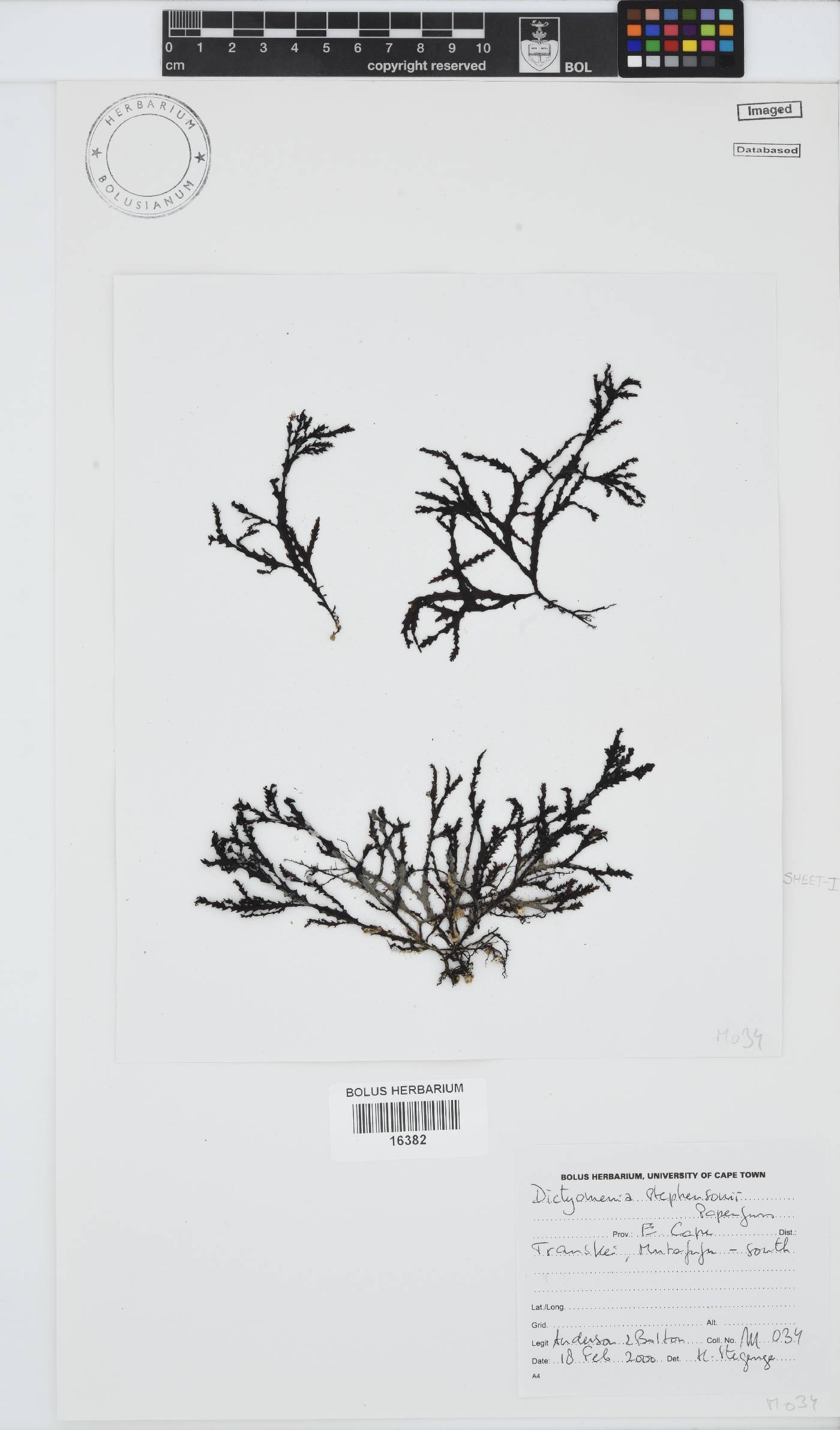 Dictyomenia stephensonii image