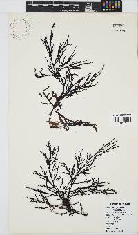 Dictyomenia stephensonii image