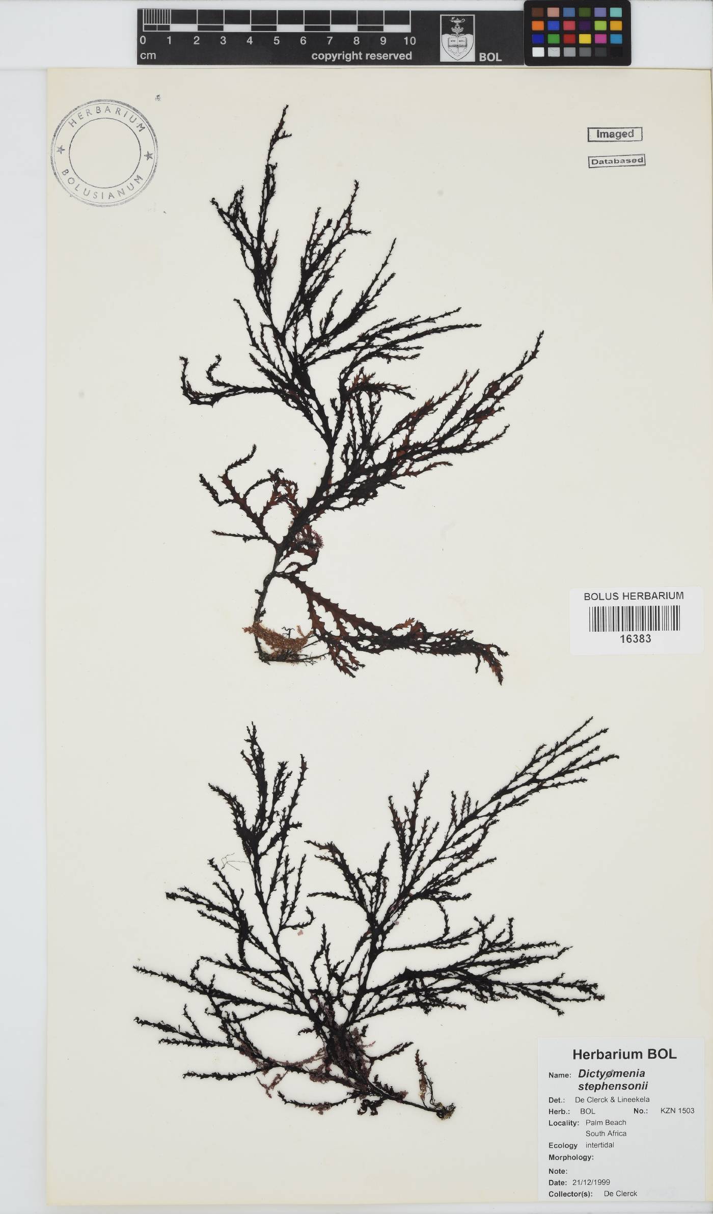 Dictyomenia stephensonii image