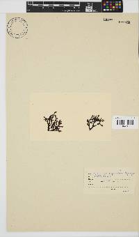 Dictyomenia stephensonii image
