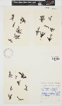 Dictyomenia stephensonii image