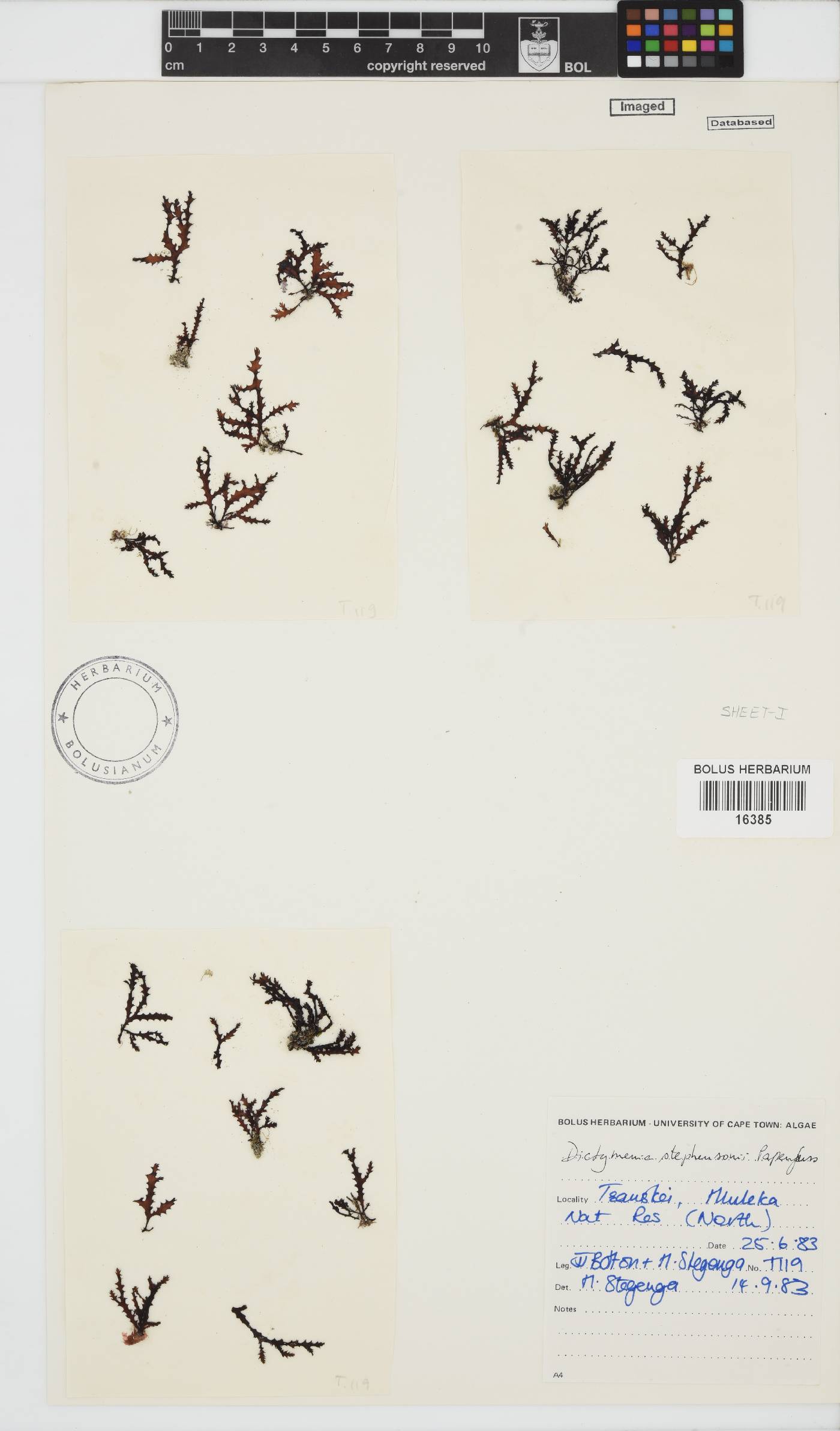 Dictyomenia stephensonii image