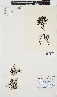 Dictyomenia stephensonii image