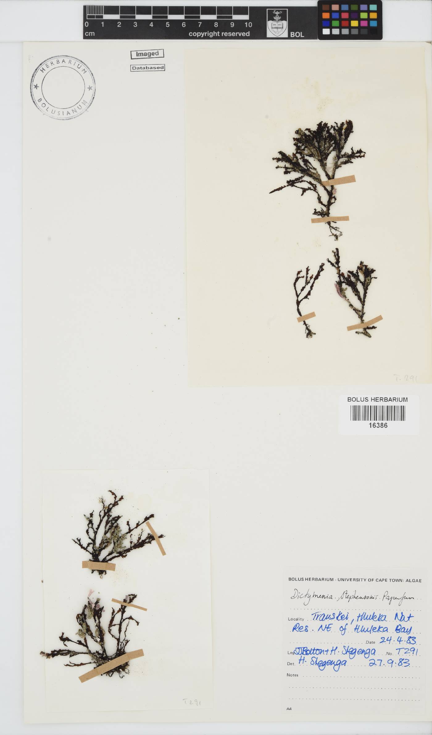 Dictyomenia image