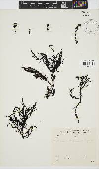 Dictyomenia stephensonii image