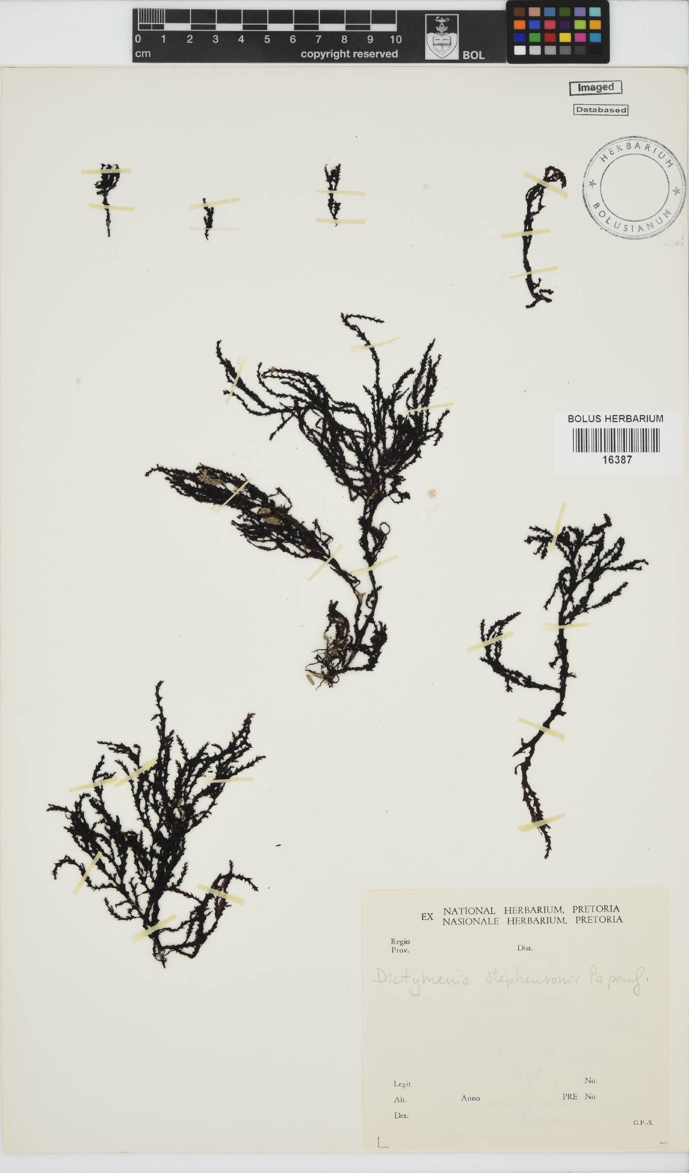 Dictyomenia stephensonii image