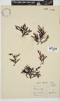 Dictyomenia stephensonii image