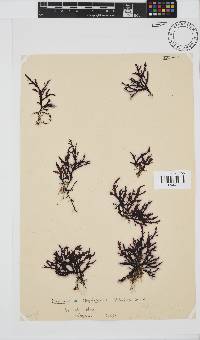 Dictyomenia stephensonii image