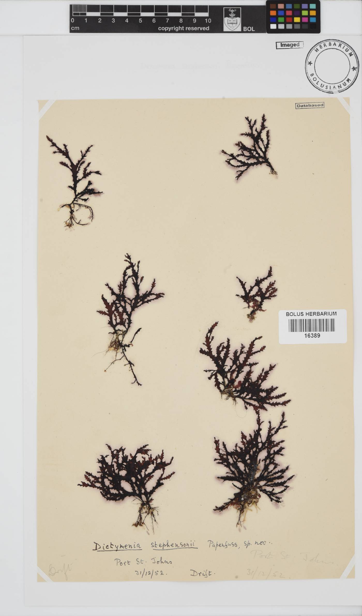 Dictyomenia stephensonii image