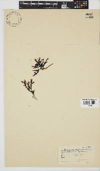 Dictyomenia stephensonii image