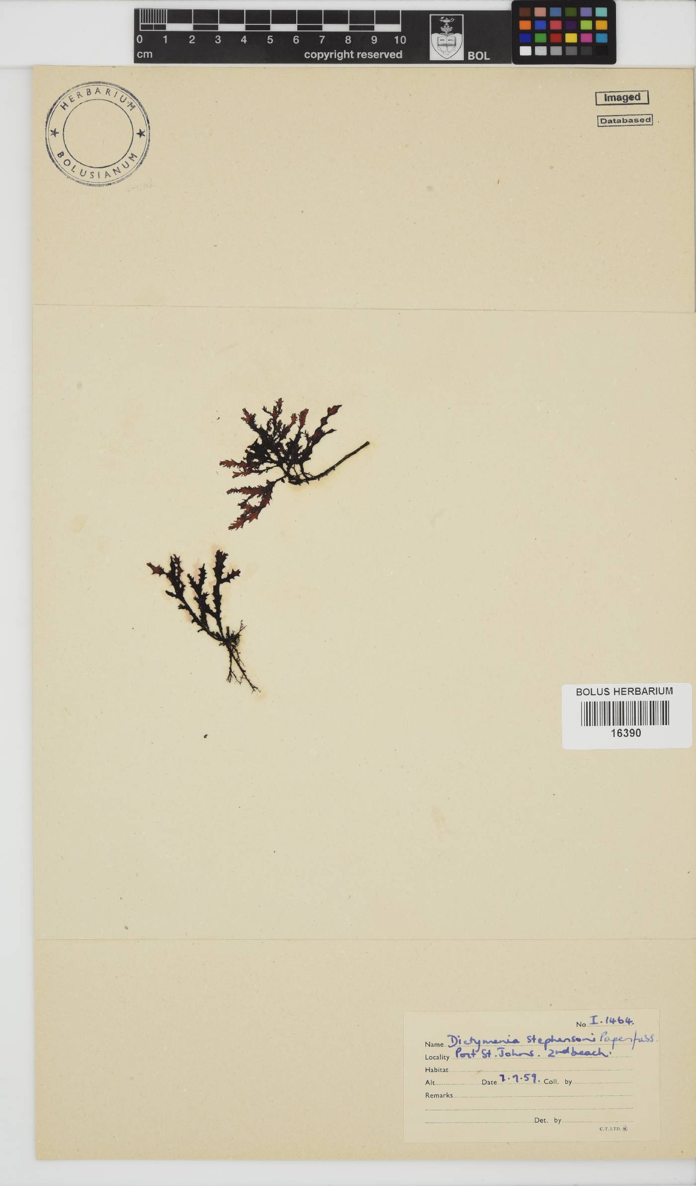 Dictyomenia image