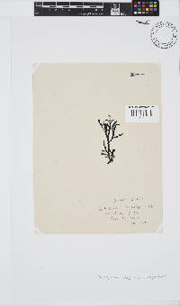 Dictyomenia stephensonii image