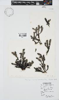 Image of Halopithys subopaca
