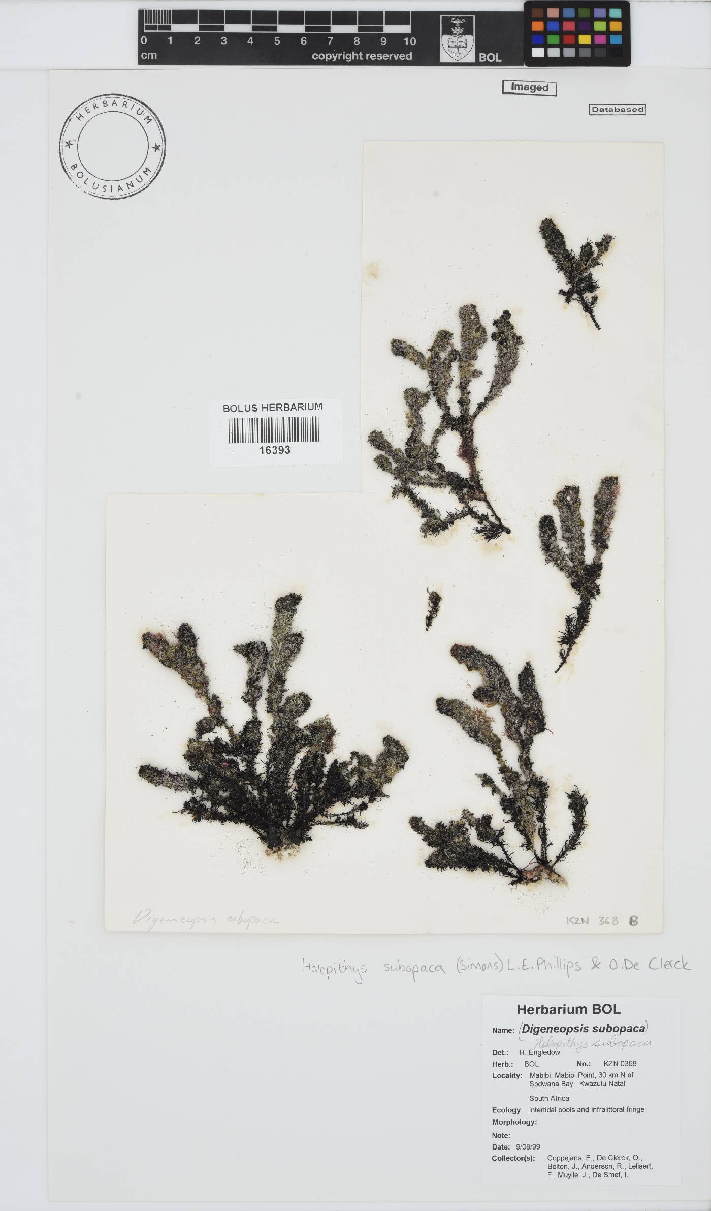 Halopithys subopaca image