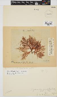 Image of Dipterocladia pinnatifolia