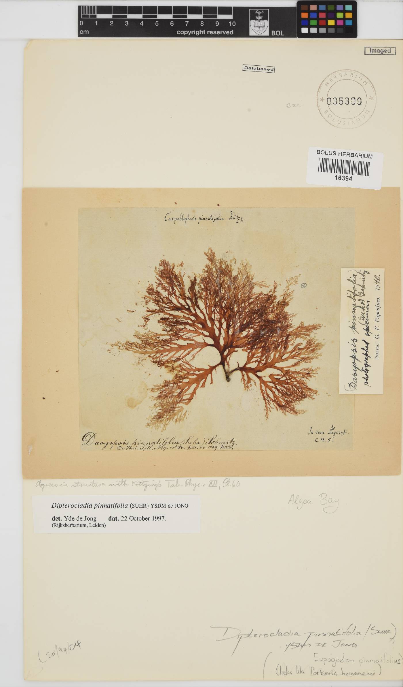 Dipterocladia image