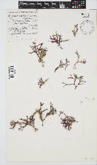 Rhodymenia capensis image
