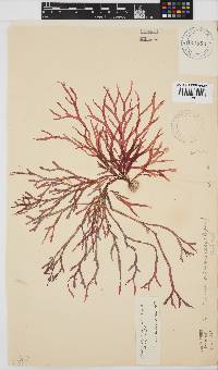 Rhodymenia capensis image