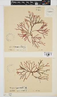Rhodymenia capensis image
