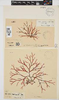 Rhodymenia capensis image