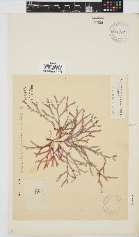 Rhodymenia capensis image