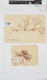 Rhodymenia capensis image