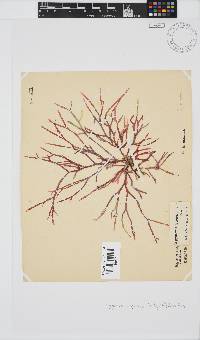 Rhodymenia capensis image