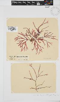 Rhodymenia capensis image