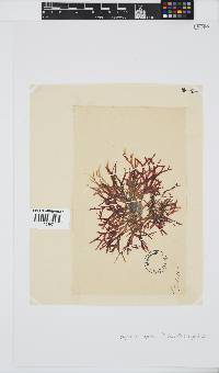 Rhodymenia capensis image