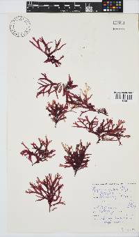 Rhodymenia capensis image