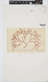 Rhodymenia capensis image