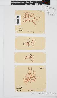 Rhodymenia capensis image