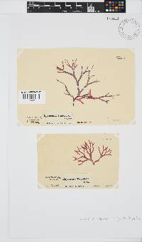 Rhodymenia capensis image