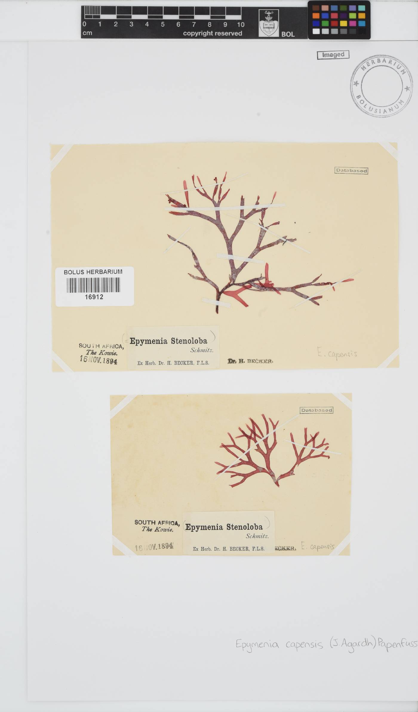 Rhodymenia capensis image