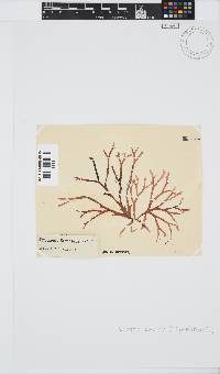 Rhodymenia capensis image