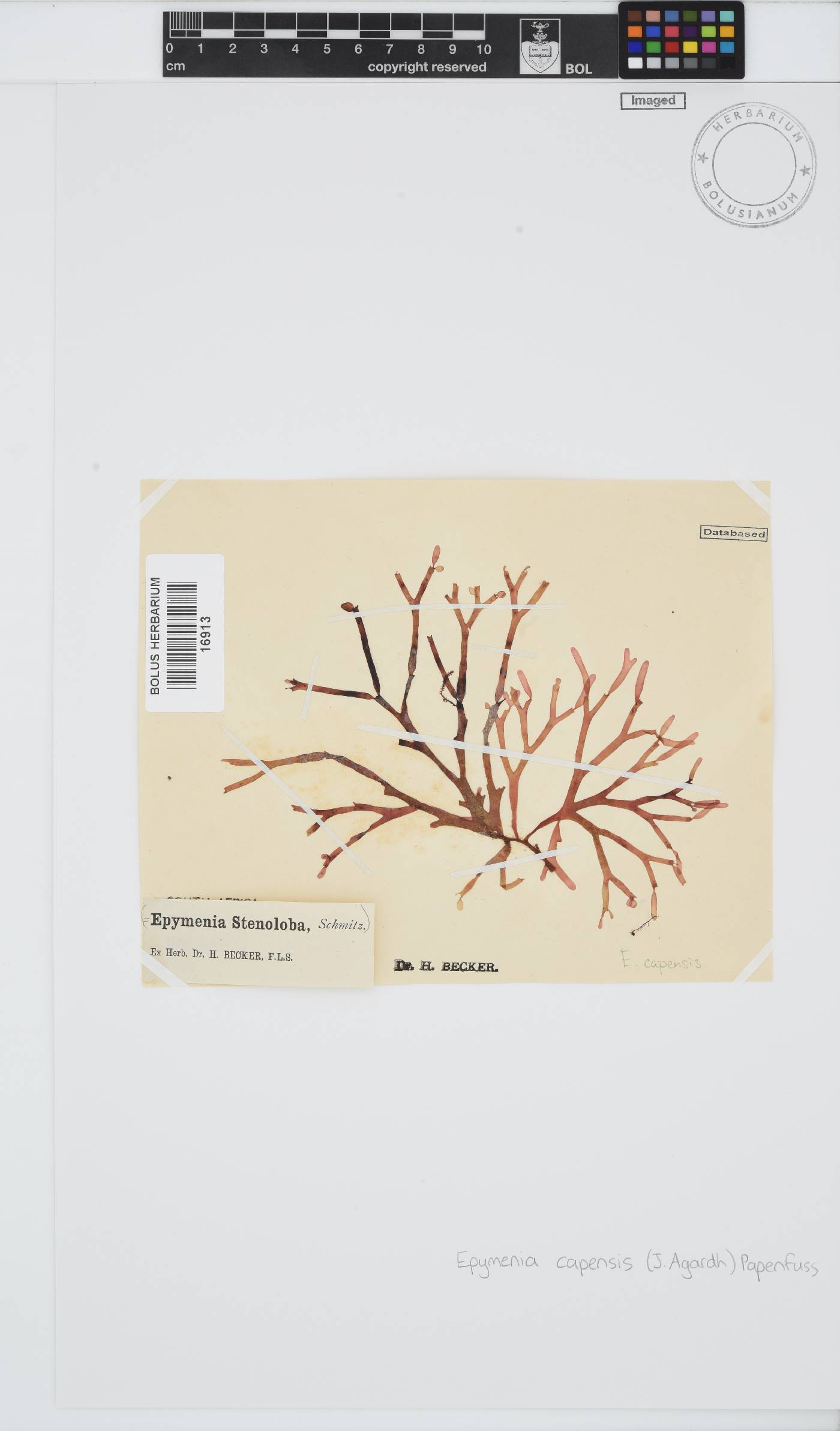 Rhodymenia capensis image