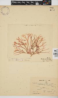 Rhodymenia capensis image