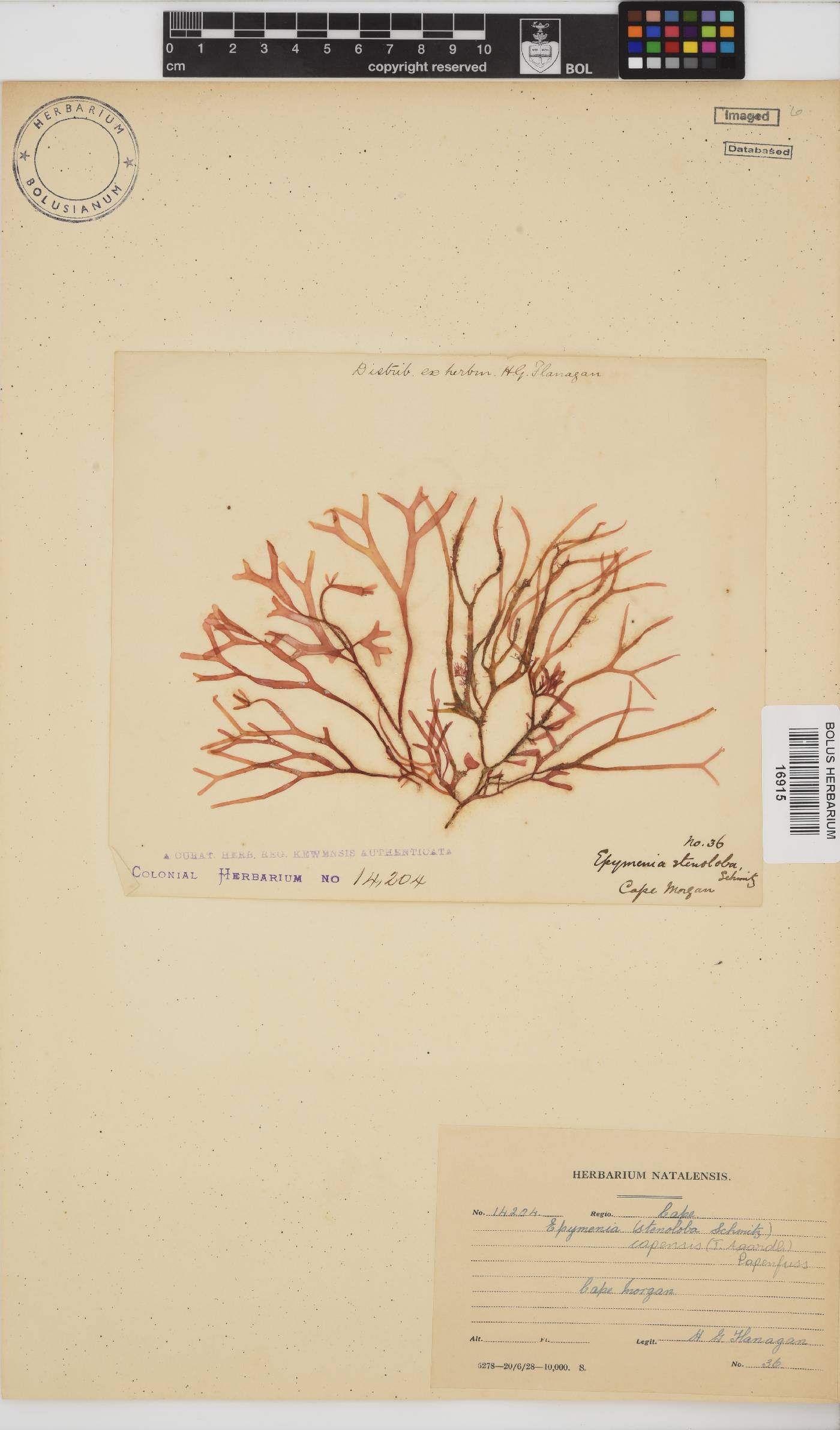 Rhodymenia capensis image