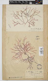Rhodymenia capensis image
