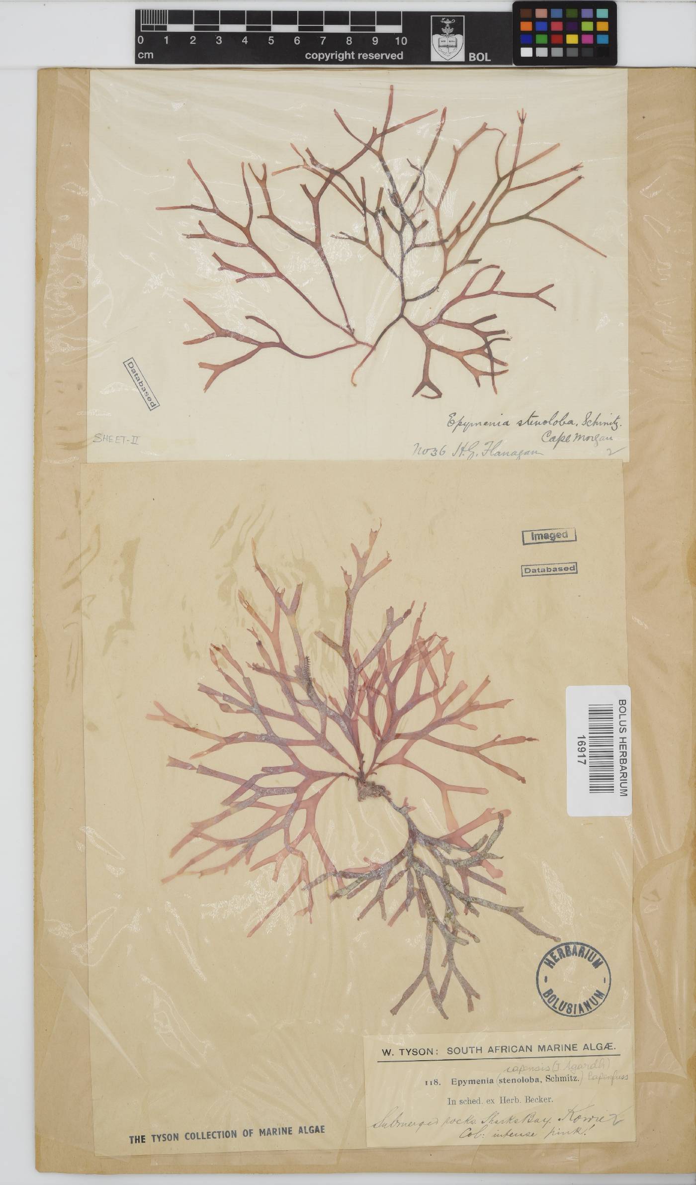 Rhodymenia capensis image
